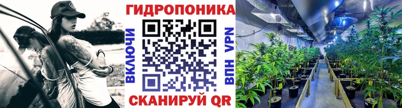 Шишки марихуана сатива Купить Бокситогорск
